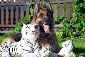 dog, Tiger, Animals, German Shepherd, Stuffed Animals