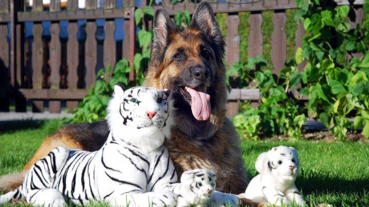 dog, Tiger, Animals, German Shepherd, Stuffed Animals HD Wallpaper Desktop Background