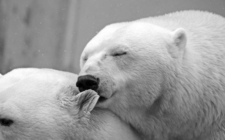polar Bears, Animals HD Wallpaper Desktop Background