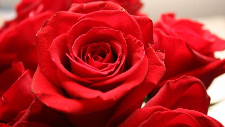 rose, Flowers, Nature, Red Flowers Wallpapers HD / Desktop and Mobile ...