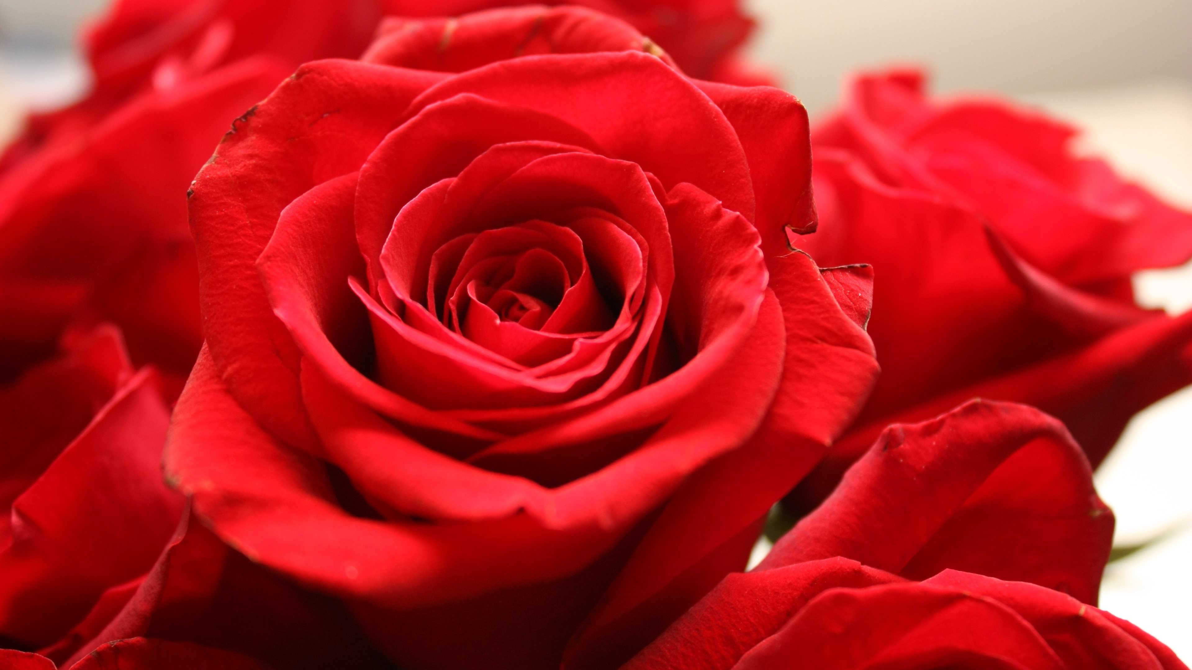 rose, Flowers, Nature, Red Flowers Wallpaper
