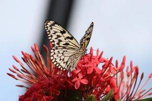 butterfly, Insect, Flowers