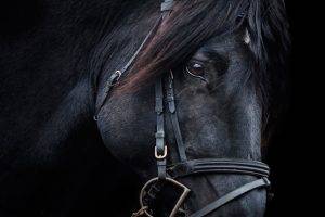 horse, Portrait, Animals