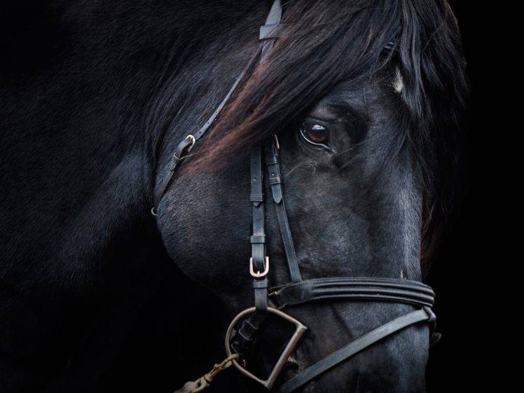 horse, Portrait, Animals HD Wallpaper Desktop Background