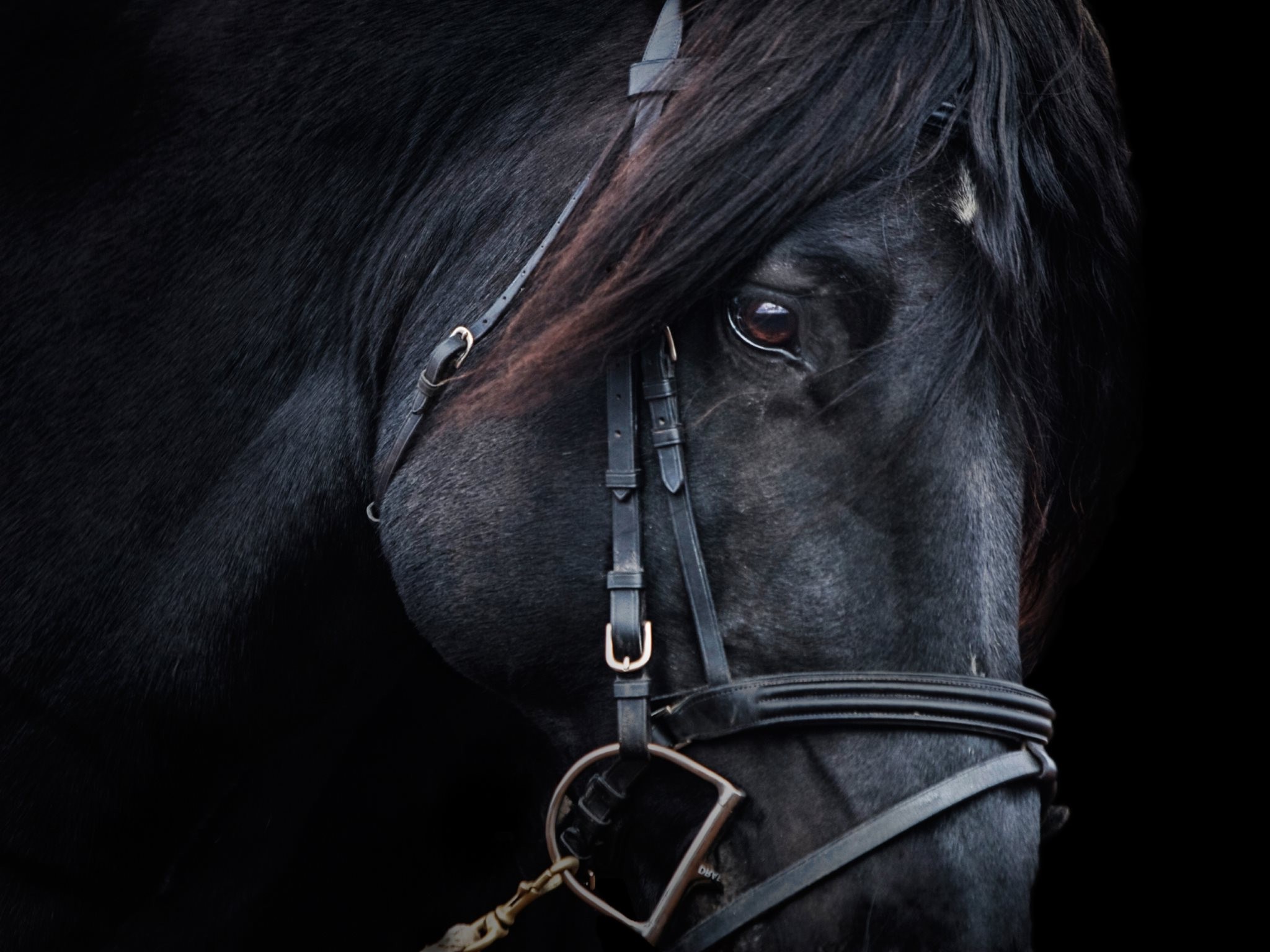 horse, Portrait, Animals Wallpaper