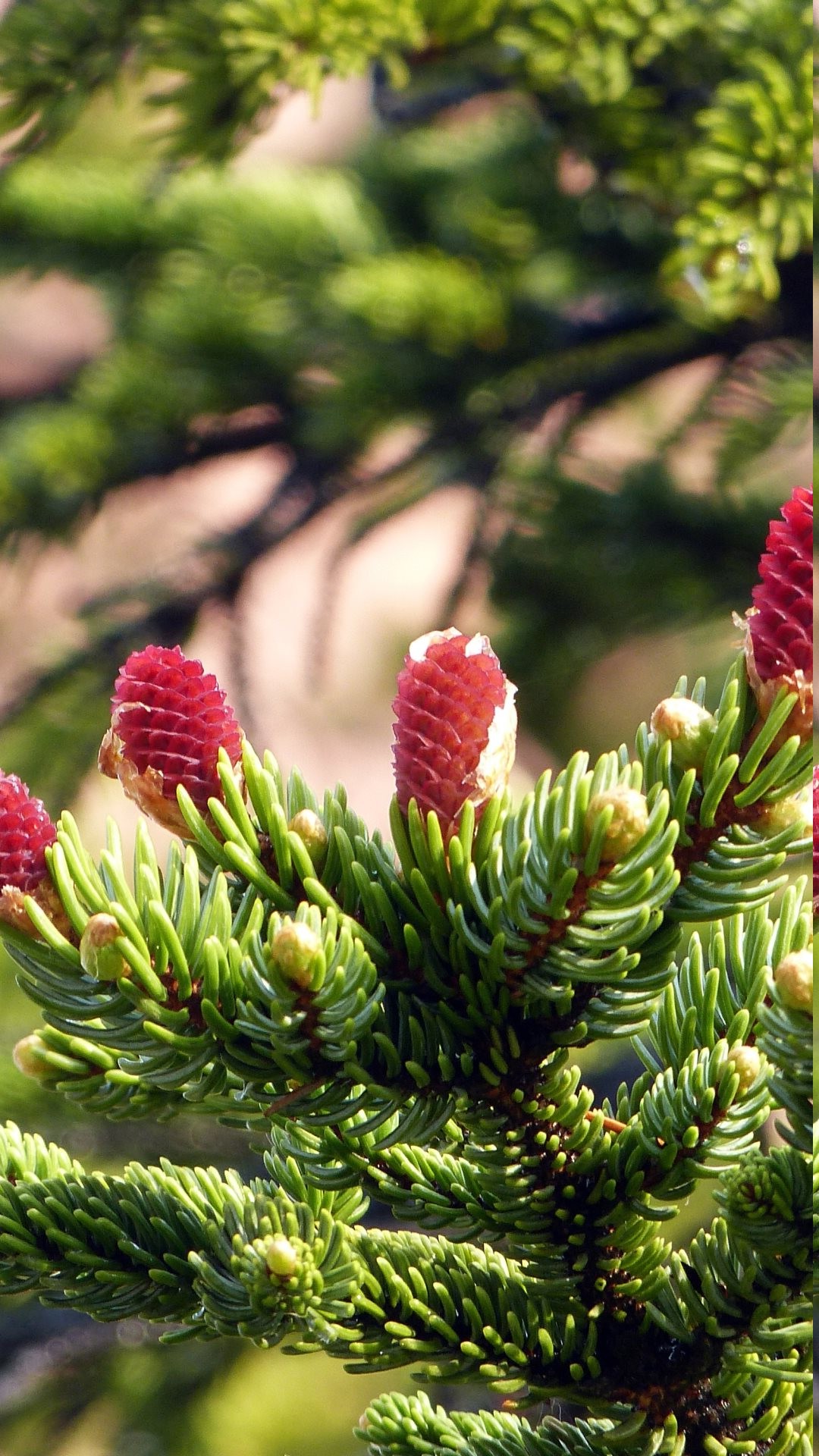 nature, Trees, Spruce, Pine Cones Wallpaper