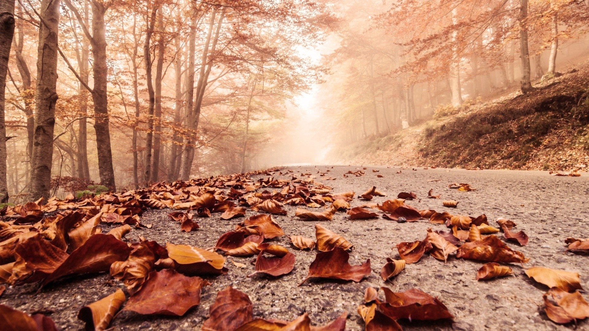 road, Leaves, Nature Wallpaper