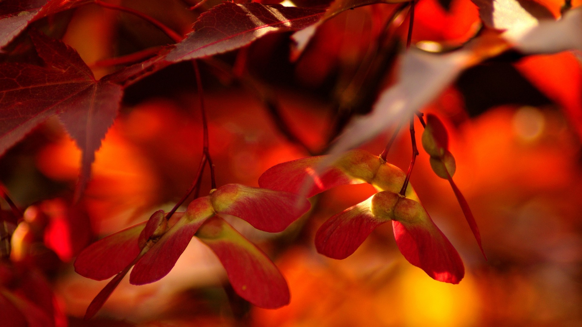 flowers, Leaves Wallpaper