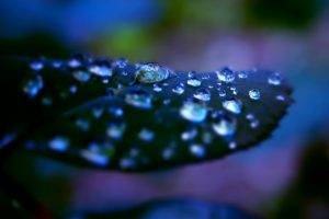 leaves, Water Drops, Nature
