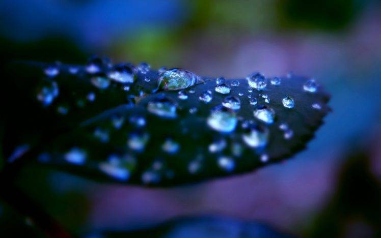 leaves, Water Drops, Nature HD Wallpaper Desktop Background