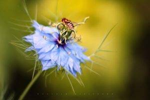 flowers, Insect, Bees, Macro, Blue Flowers