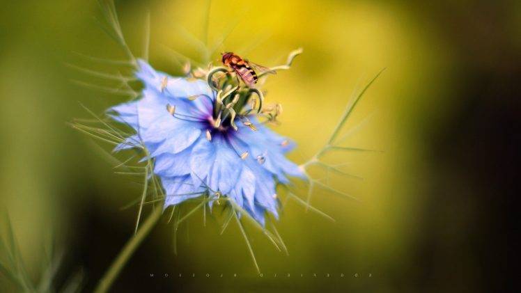 flowers, Insect, Bees, Macro, Blue Flowers HD Wallpaper Desktop Background