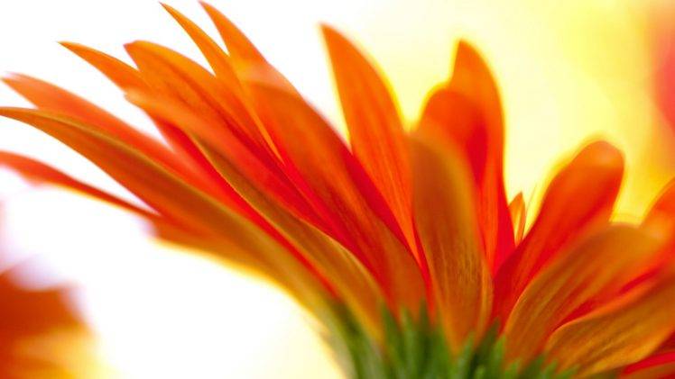 flowers, Orange Flowers HD Wallpaper Desktop Background