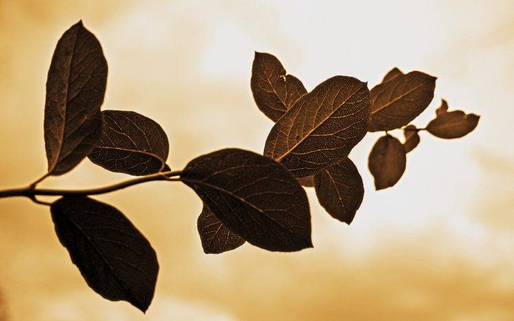 leaves, Monochrome, Nature HD Wallpaper Desktop Background