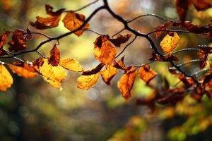 twigs, Leaves, Depth Of Field, Nature