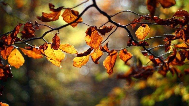 twigs, Leaves, Depth Of Field, Nature HD Wallpaper Desktop Background