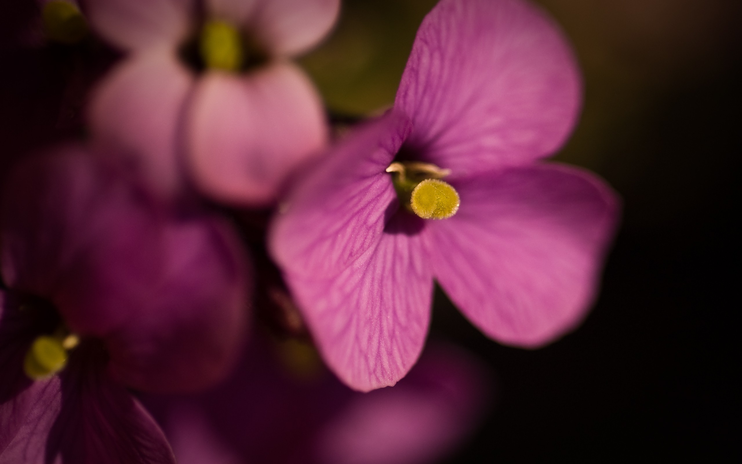 flowers, Pansies, Pink Flowers Wallpaper