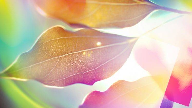 leaves, Nature, Colorful, Depth Of Field HD Wallpaper Desktop Background