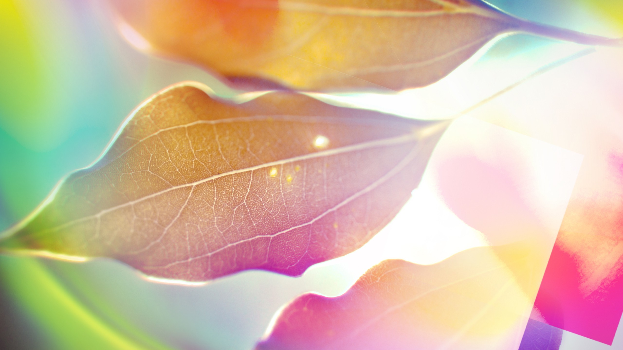leaves, Nature, Colorful, Depth Of Field Wallpaper