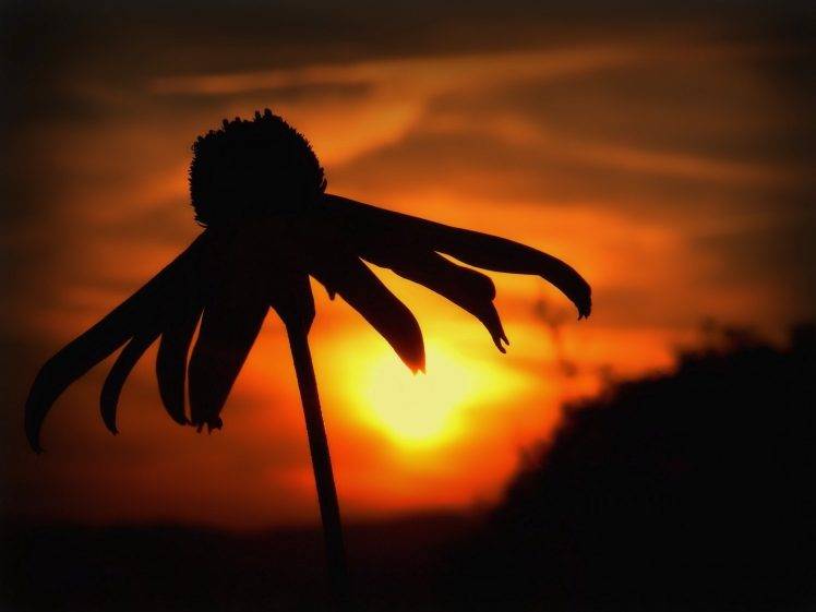 flowers, Silhouette, Sunset HD Wallpaper Desktop Background