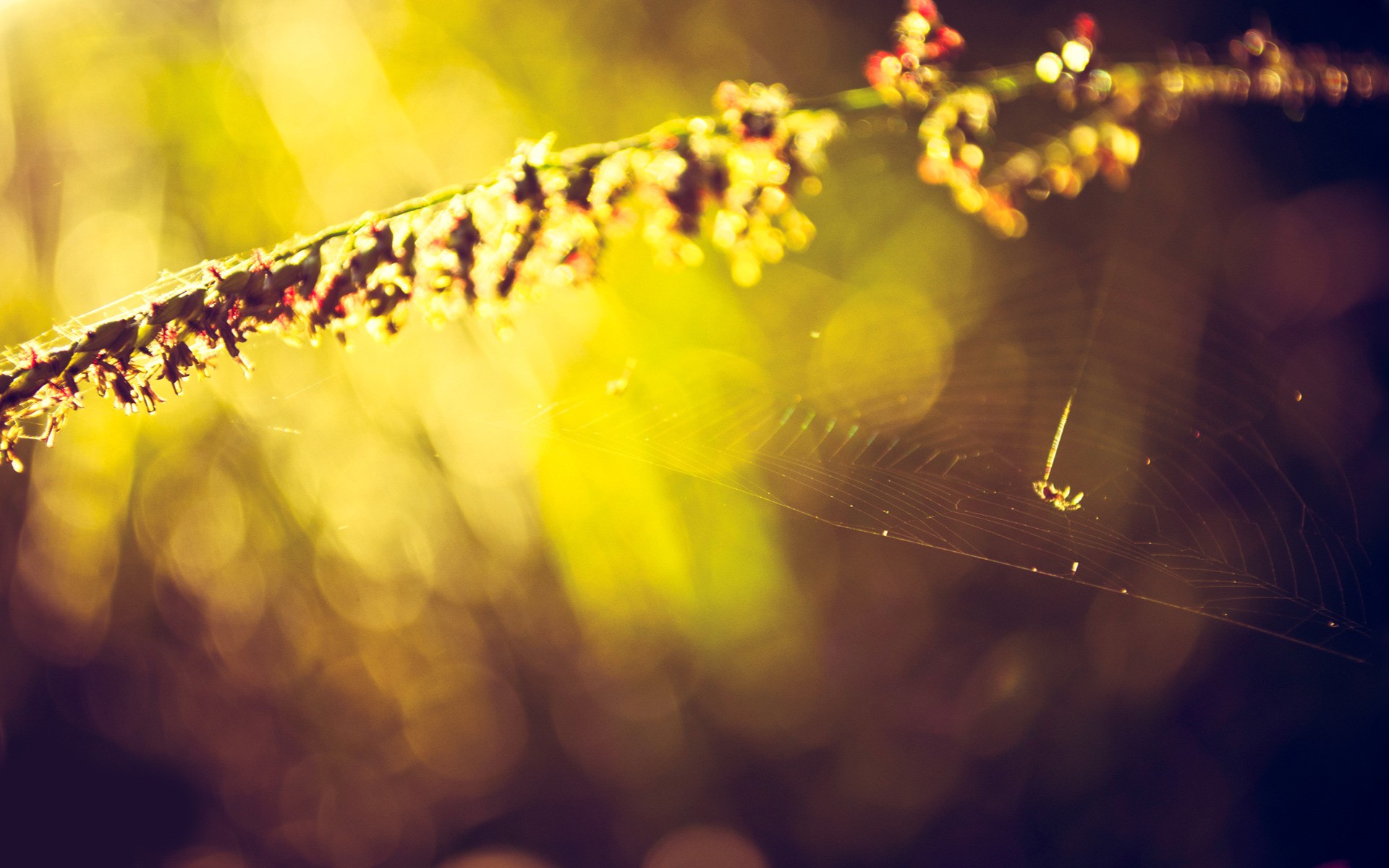 flowers, Spiderwebs, Bokeh, Nature Wallpaper