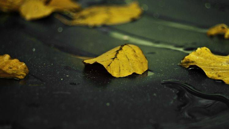 leaves, Water Drops, Nature HD Wallpaper Desktop Background