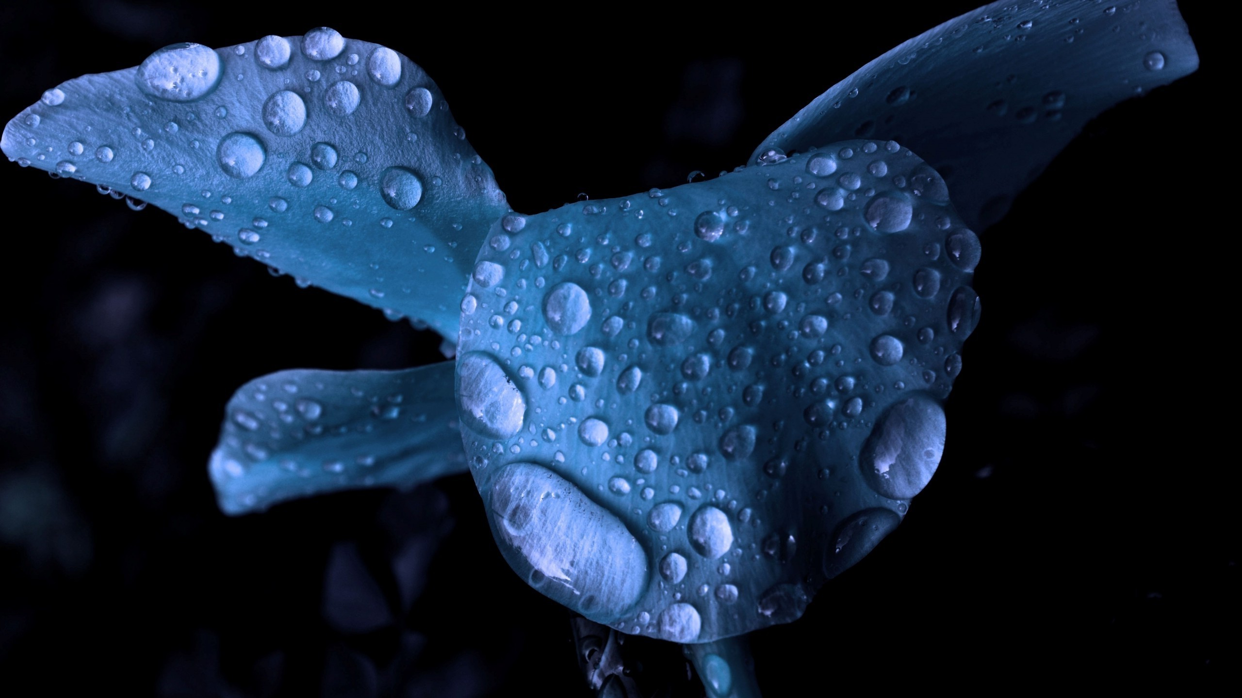 flowers, Water Drops, Macro, Blue Flowers Wallpaper
