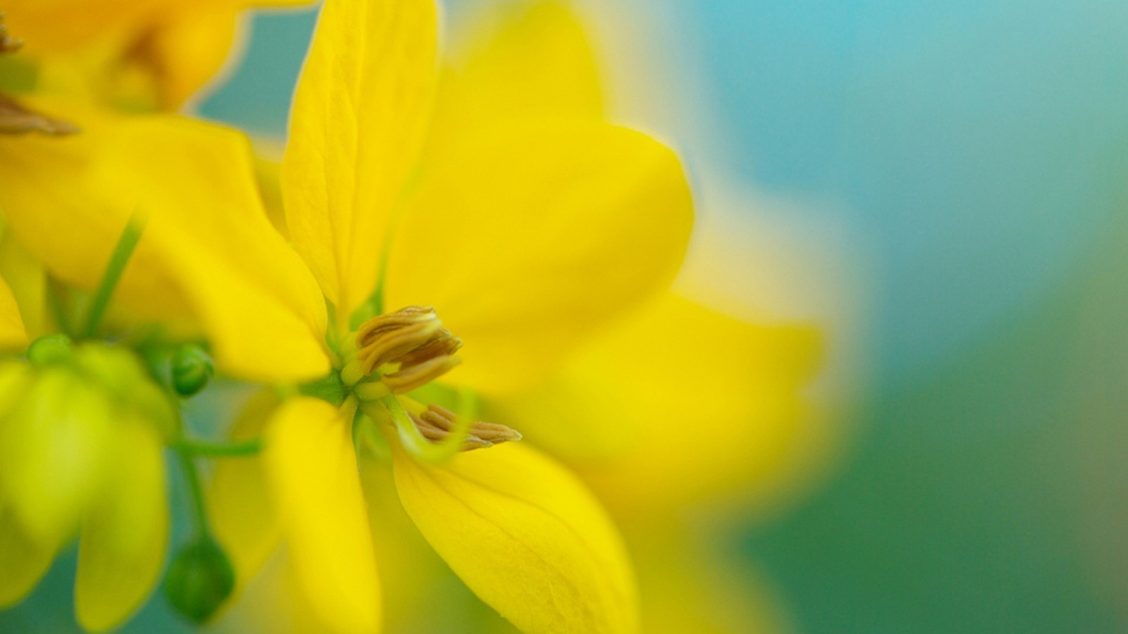 flowers Wallpaper