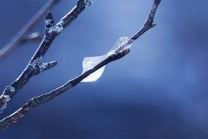 twigs, Macro, Frost, Nature, Blue Background