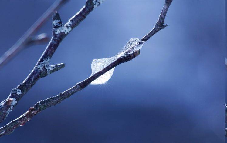 twigs, Macro, Frost, Nature, Blue Background HD Wallpaper Desktop Background