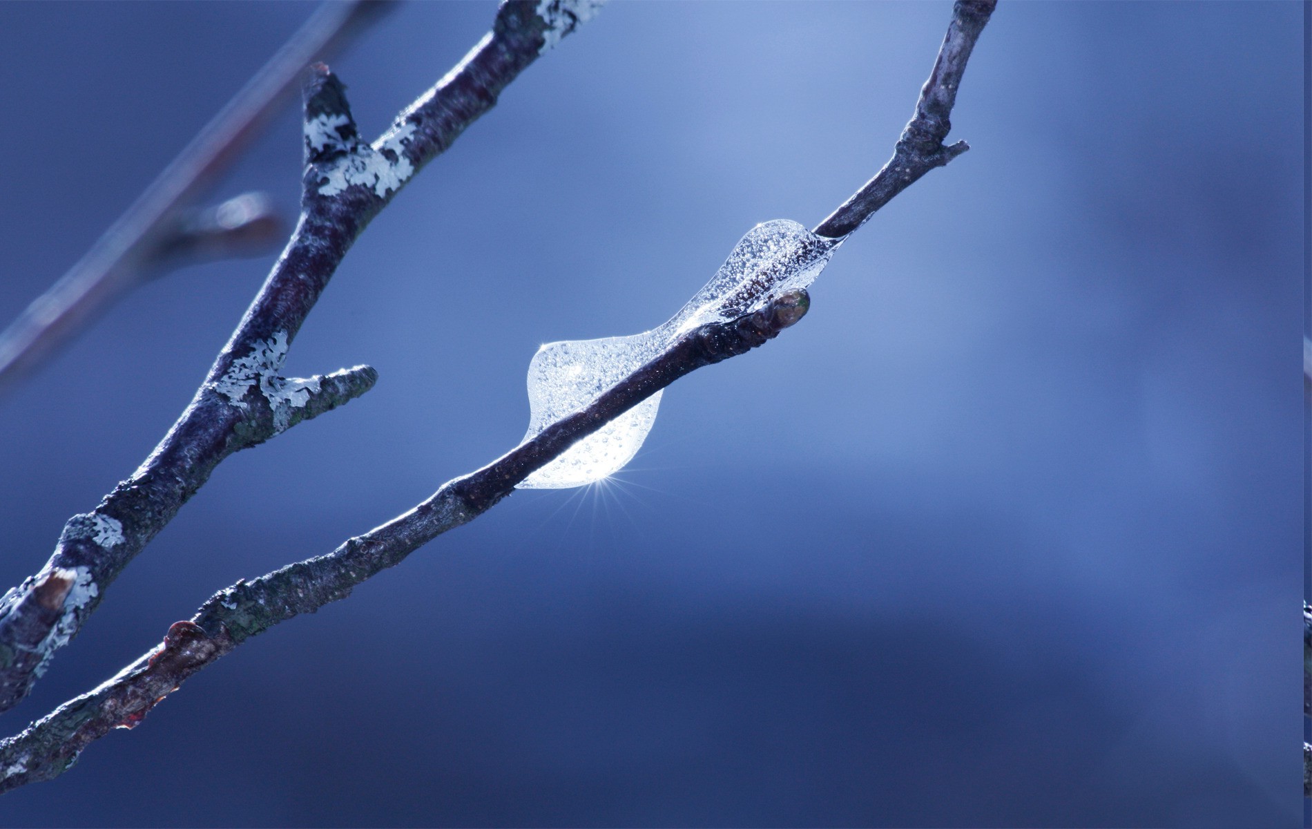 twigs, Macro, Frost, Nature, Blue Background Wallpaper