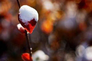 snow, Leaves, Twigs, Bokeh, Nature