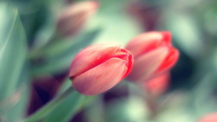 flowers, Tulips HD Wallpaper Desktop Background