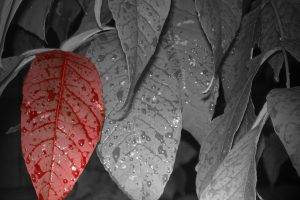 flowers, Leaves, Selective Coloring, Water Drops