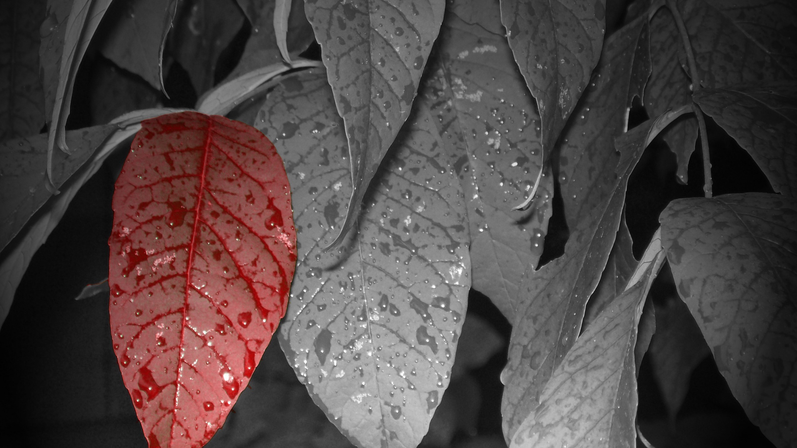 flowers, Leaves, Selective Coloring, Water Drops Wallpaper