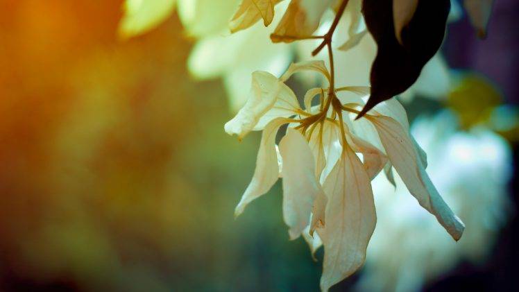 flowers, Nature, Depth Of Field HD Wallpaper Desktop Background