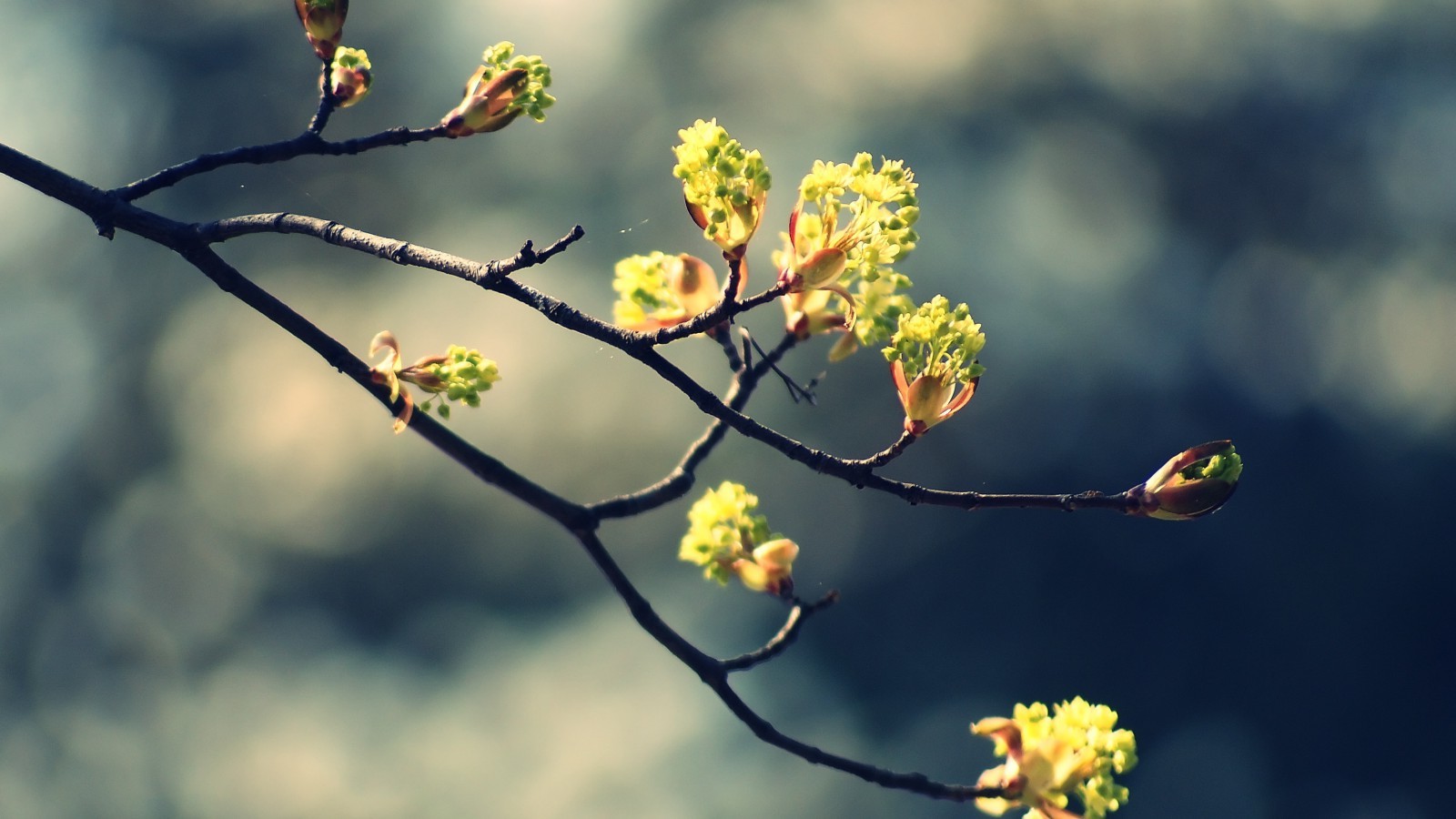 flowers, Twigs, Nature Wallpaper
