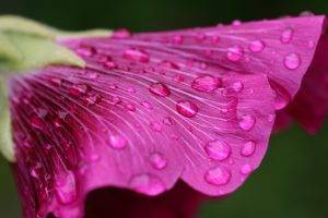 flowers, Dew, Pink Flowers, Water Drops