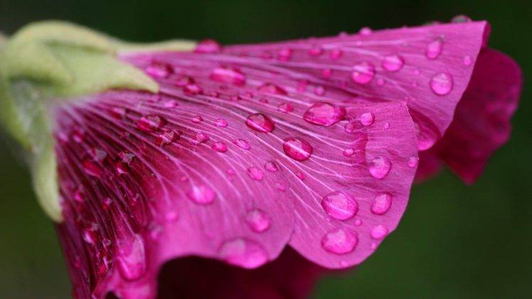 flowers, Dew, Pink Flowers, Water Drops HD Wallpaper Desktop Background