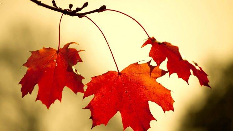leaves, Fall, Nature HD Wallpaper Desktop Background