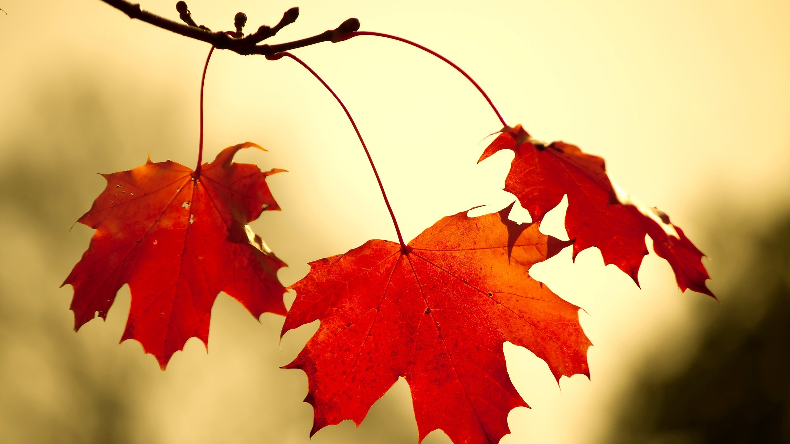 leaves, Fall, Nature Wallpaper