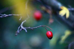 berries, Nature, Twigs, Depth Of Field