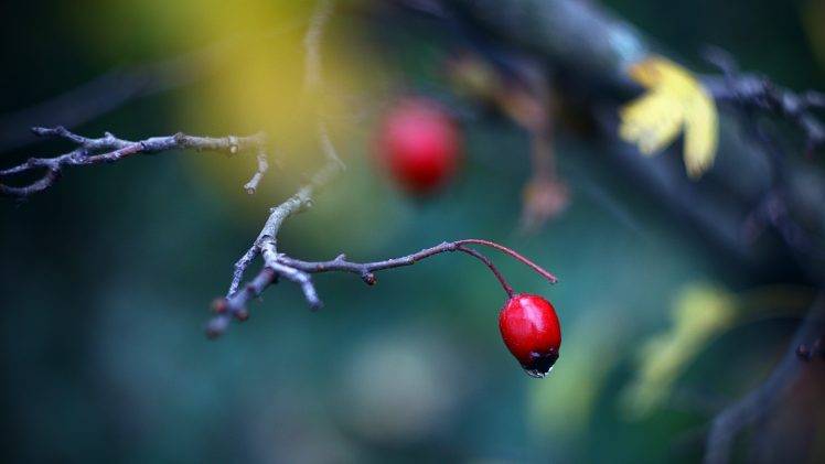 berries, Nature, Twigs, Depth Of Field HD Wallpaper Desktop Background