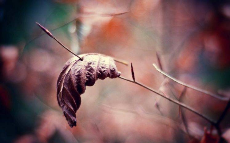 leaves, Nature, Macro, Twigs HD Wallpaper Desktop Background