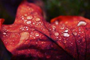 nature, Water Drops, Leaves, Macro