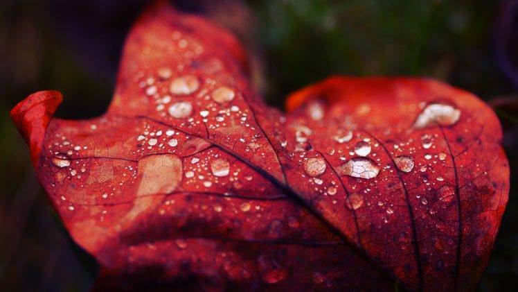 nature, Water Drops, Leaves, Macro HD Wallpaper Desktop Background