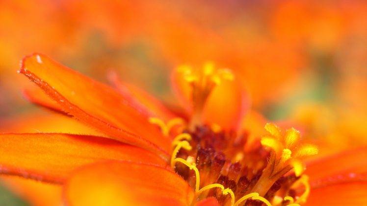 flowers, Orange Flowers, Macro HD Wallpaper Desktop Background