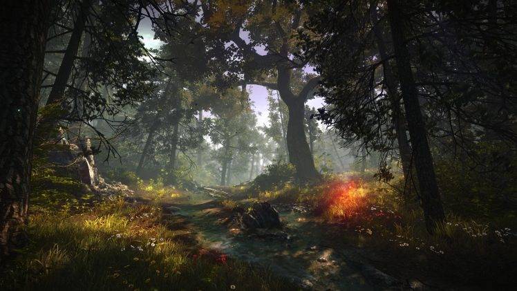 The Witcher 2 Assassins Of Kings, Forest, Nature, Screenshots HD Wallpaper Desktop Background