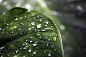 nature, Leaves, Green, Water Drops, Macro