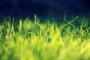 grass, Nature, Green, Macro